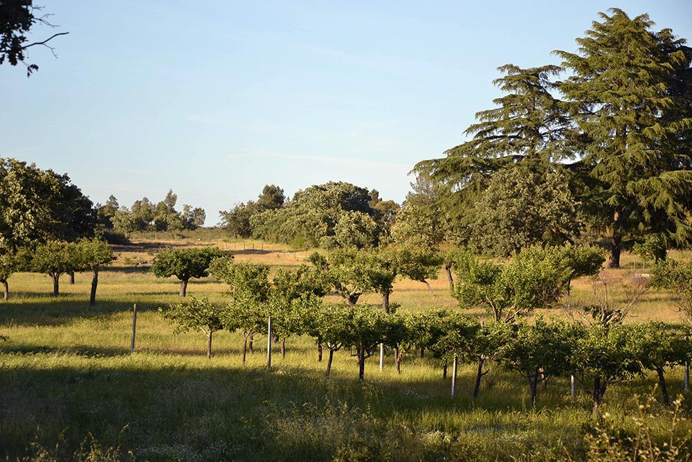 Quinta Dos Carvalhos Castelo Branco (Centro) Exterior foto